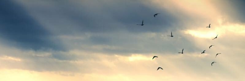 walter_menchu's profile banner image