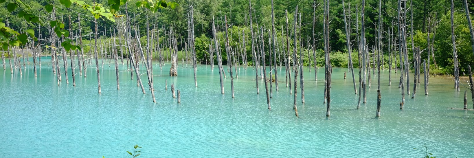 Bert Phaiboon banner