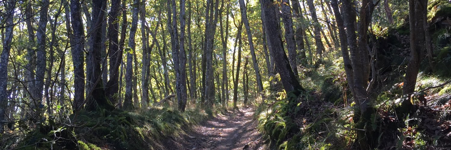 SusanMatthews's profile banner image