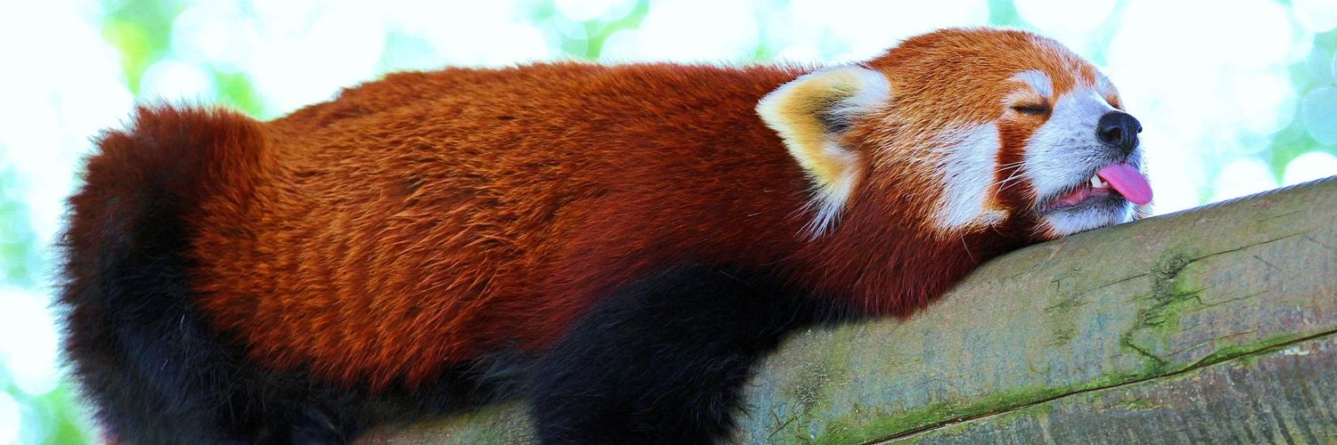 MagicFurry_workshop banner