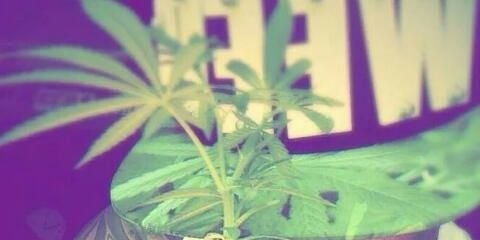 Jennyfer-LaaFoolle banner