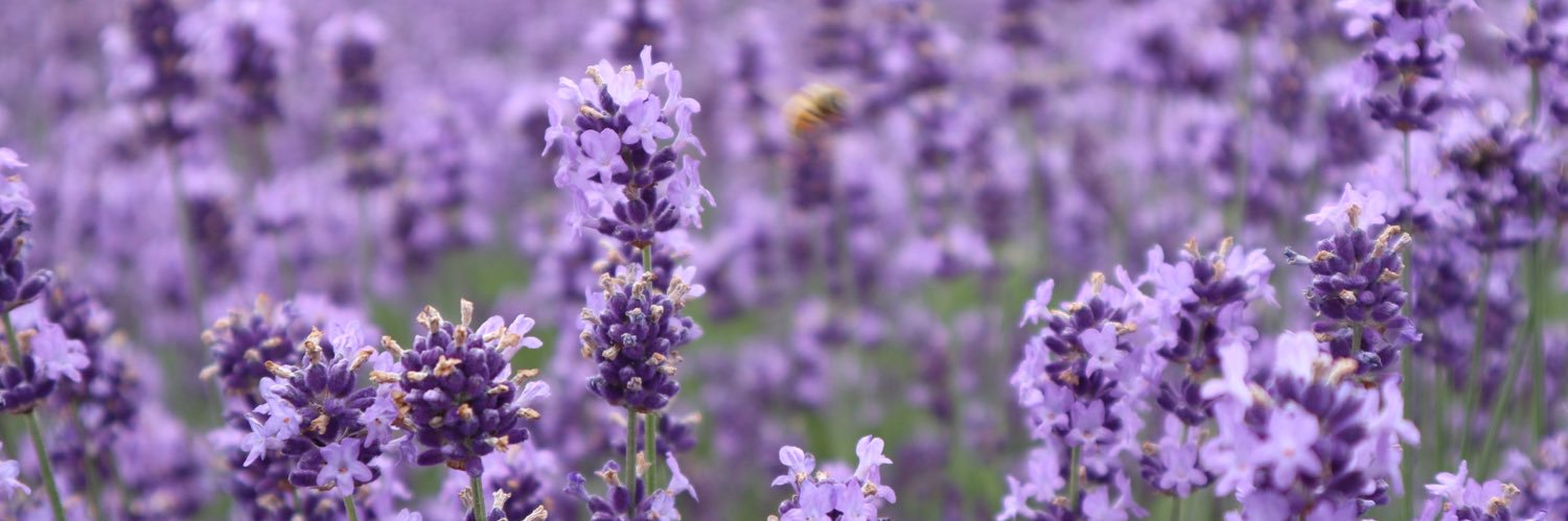 mary_pompom's profile banner image
