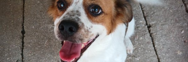 LoupisMarkos Profile Banner