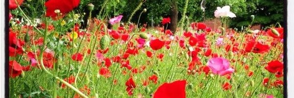 jharvell Profile Banner