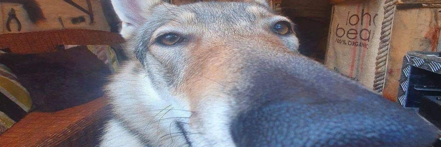 muffin20182's profile banner image
