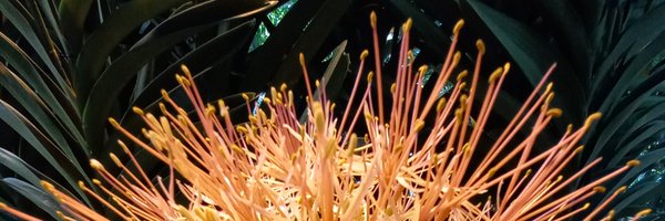 o_MiMic_o Profile Banner