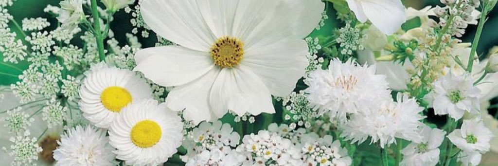 elydayy's profile banner image