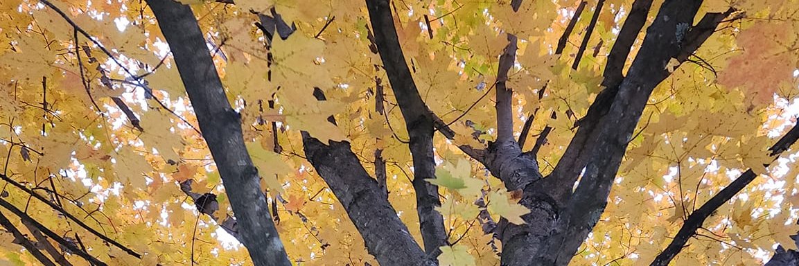 scout_nj's profile banner image