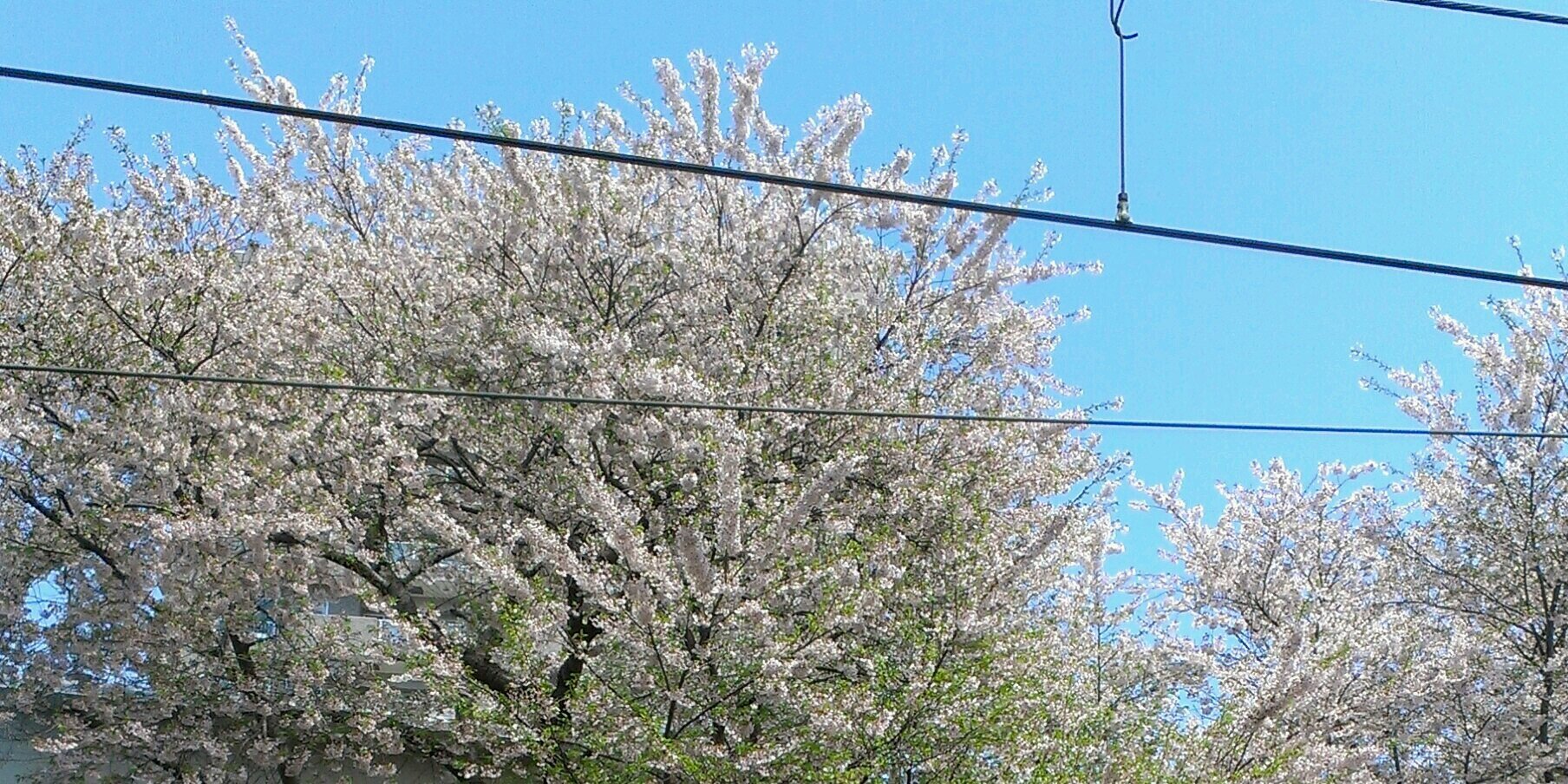 shionsakura0703's profile banner image
