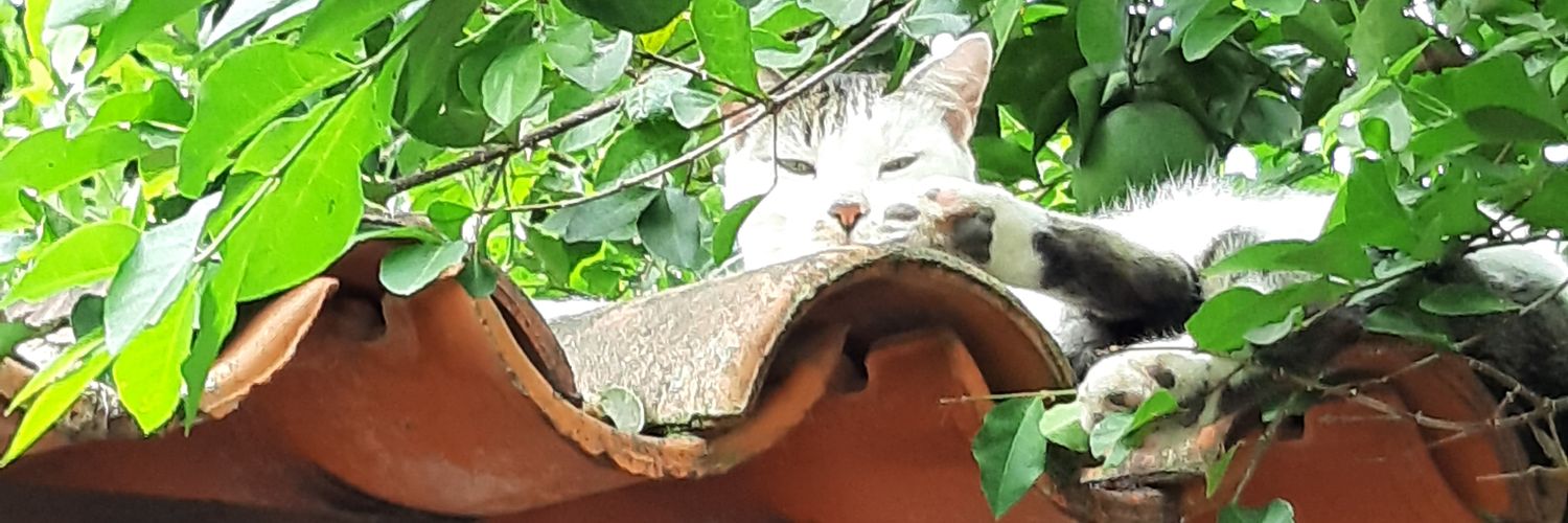 attilajr's profile banner image