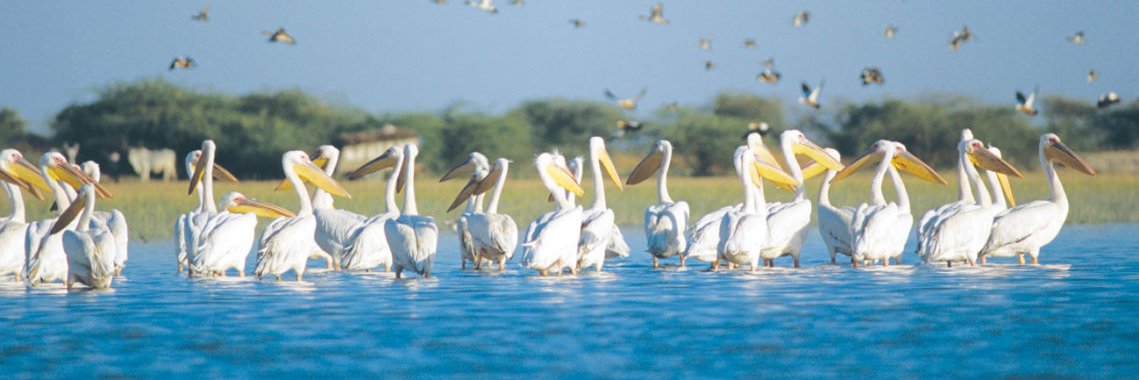 DCFNALSAROVAR's profile banner image