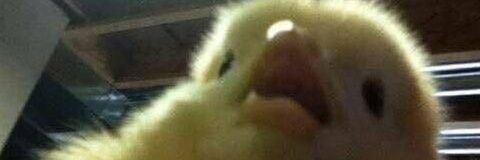Raquel banner