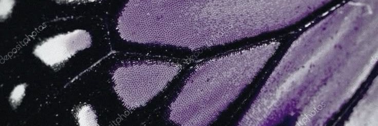 dragonflyclem's profile banner image