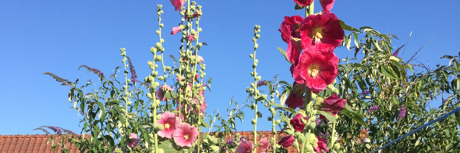 Judith Dubero banner