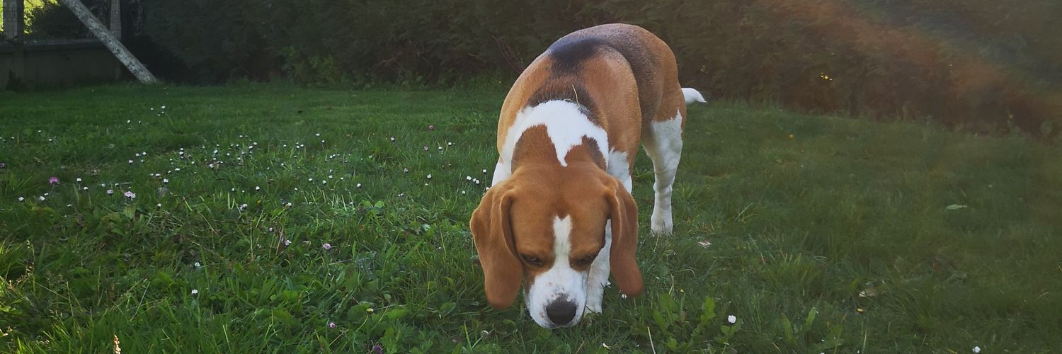 Louisechmpl's profile banner image