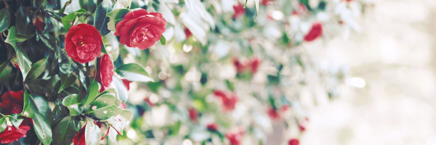 Rosarium35's profile banner image