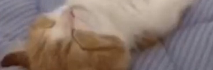 SanuTehFallen's profile banner image