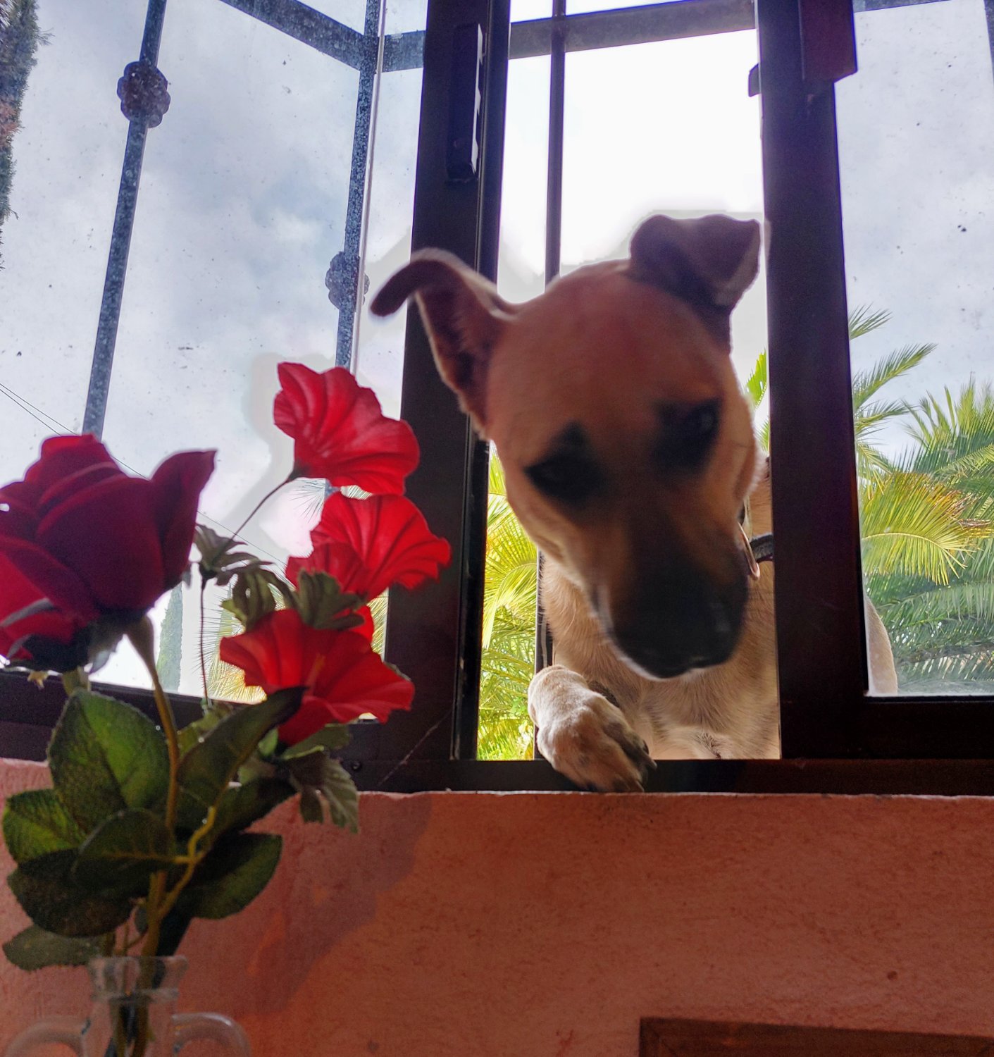 SanchezRozi's profile banner image
