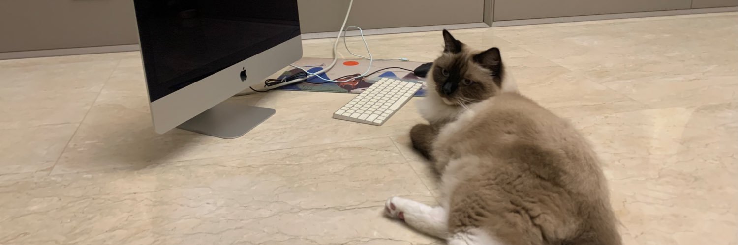 JOY CATS ᚠ🐈‍⬛ banner