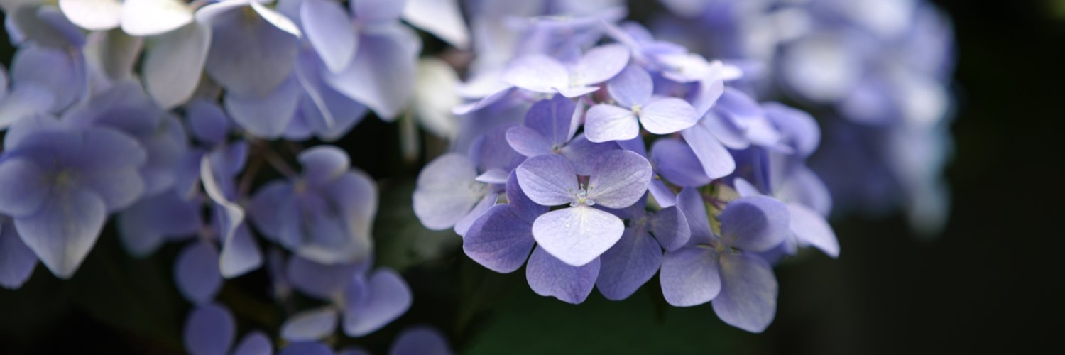 Plants And Path banner