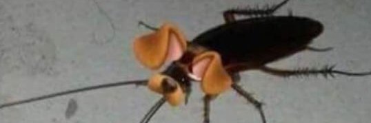 cookie 🇵🇸 banner