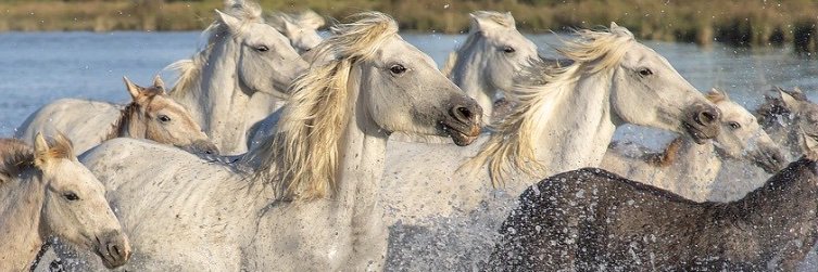 Nitro glycérine 🇫🇷 #Z Macro-incompatible banner