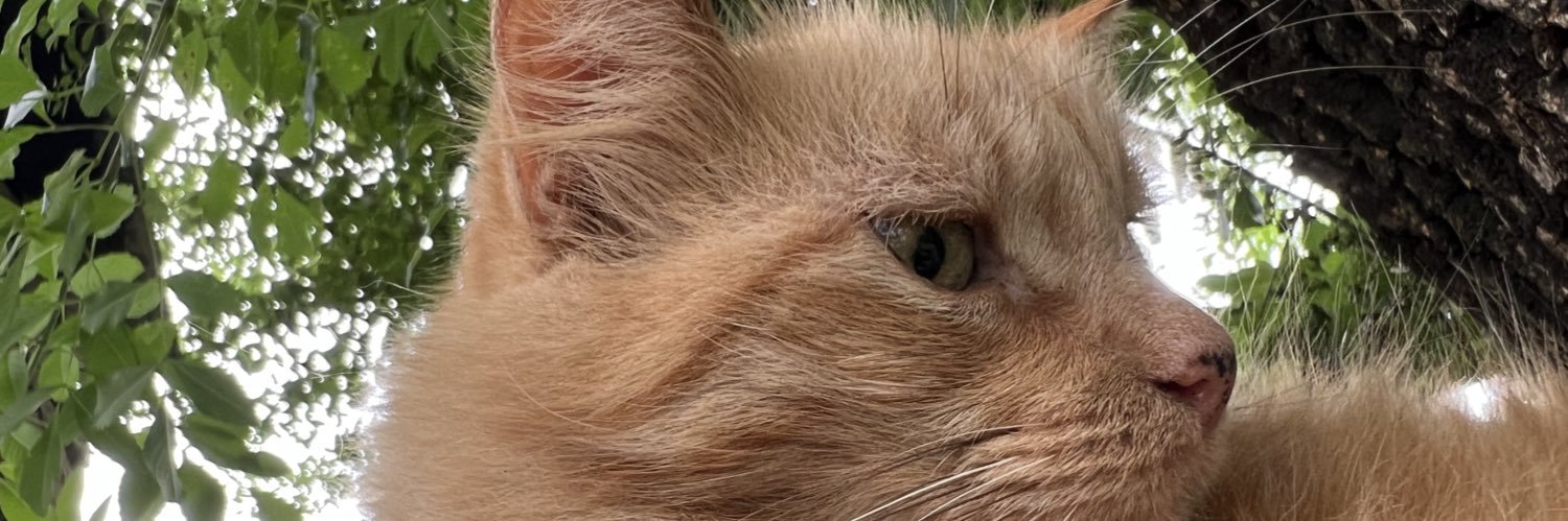 soylizethhh's profile banner image