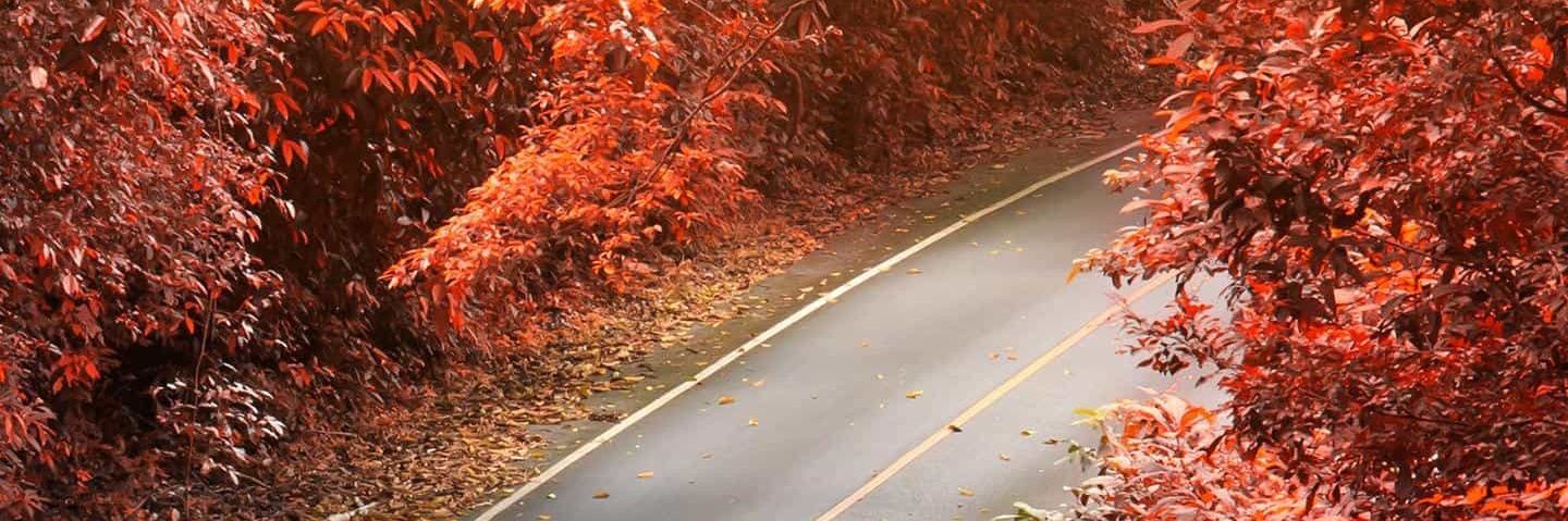 ghogholi76's profile banner image