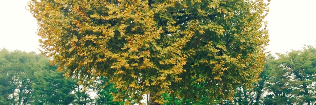 TUBAYOU's profile banner image