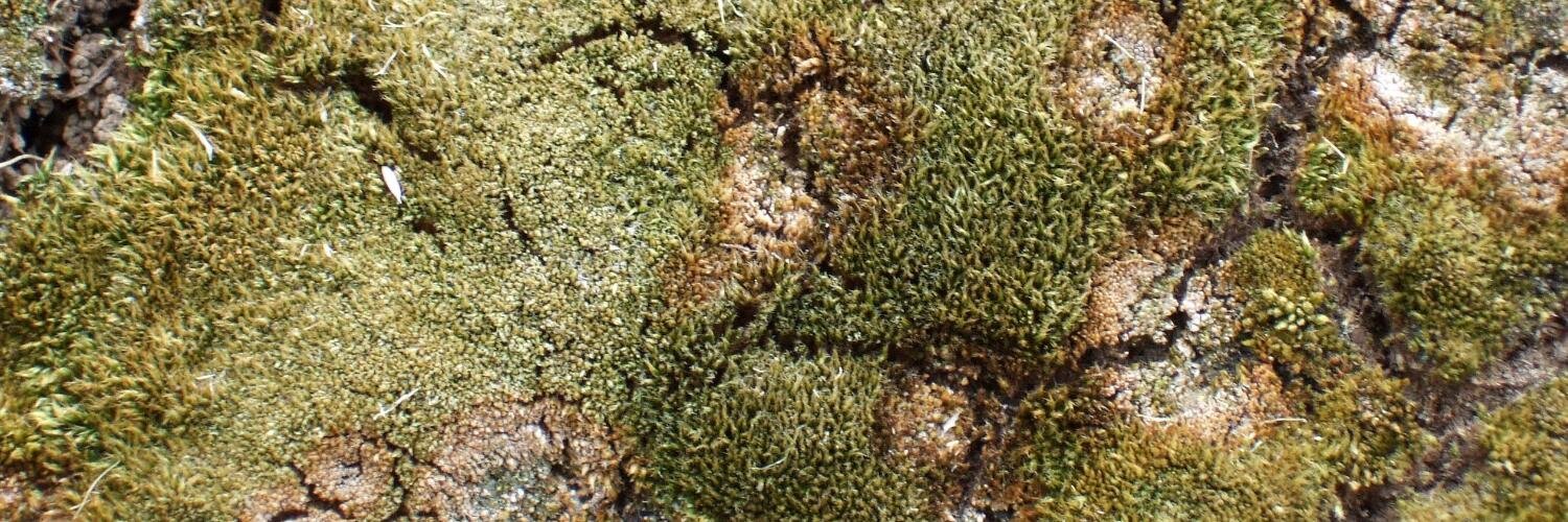 Rev Dr Monastico banner