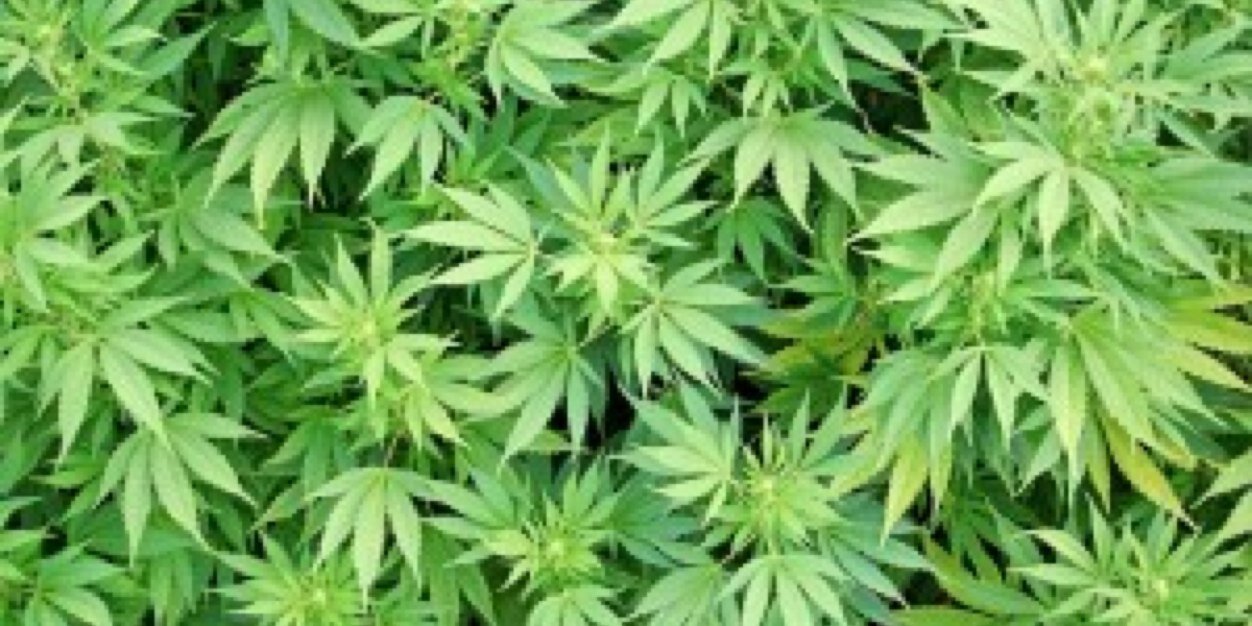 420Blaze_Up's profile banner image