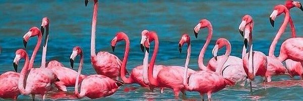 jozegas Profile Banner