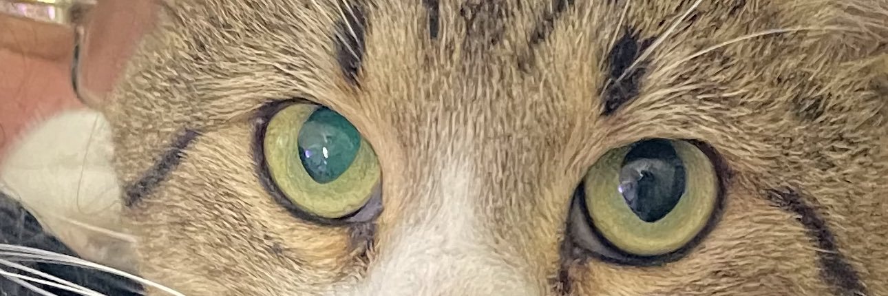 Irena Druzenko 🇺🇦🐈‍⬛ KCC (Kyiv Cat Crew)'s banner