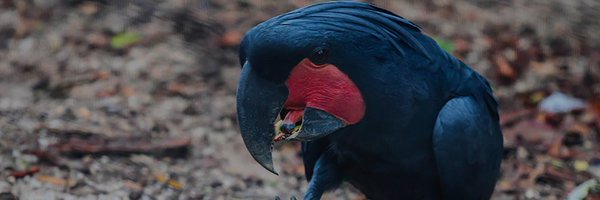 Parrot_Concepts Profile Banner