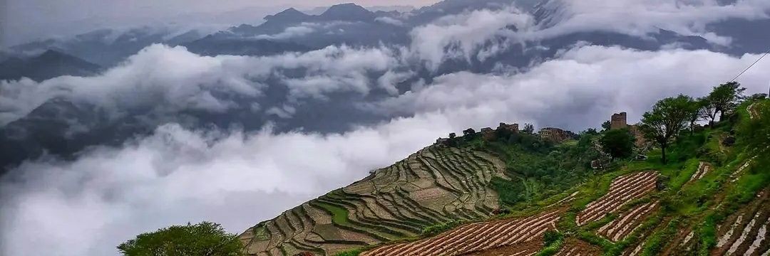 النمر🐅 banner