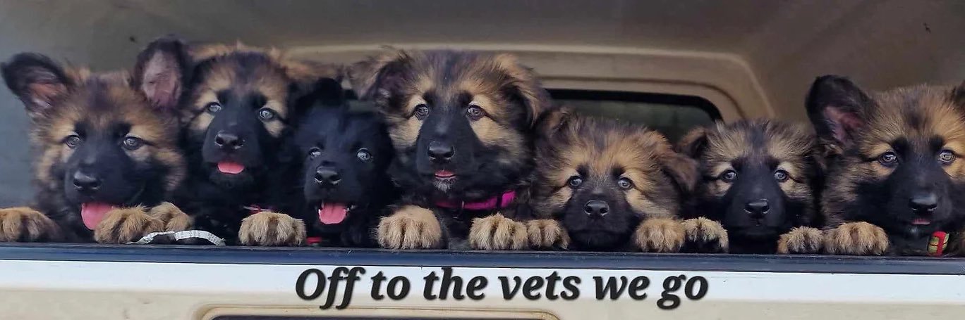 Spiggy 🏴󠁧󠁢󠁥󠁮󠁧󠁿 banner