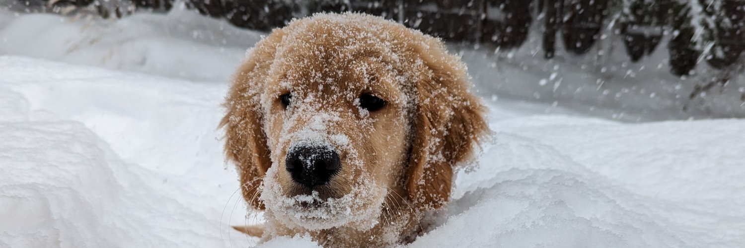 Ryan Maloney🍀 banner