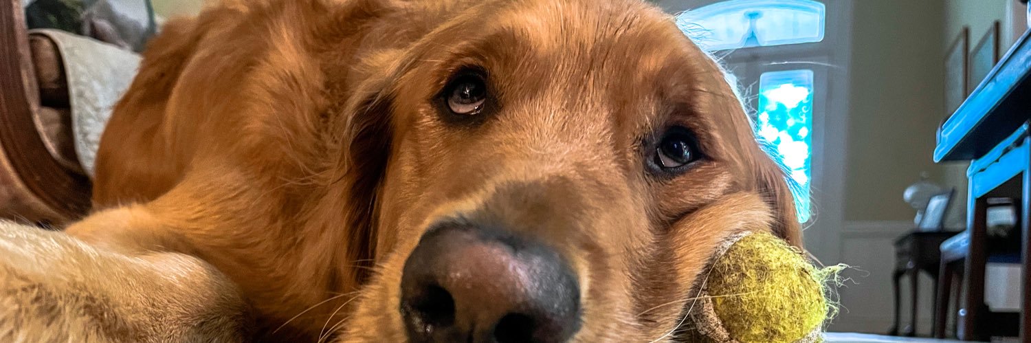 kedrollins's profile banner image
