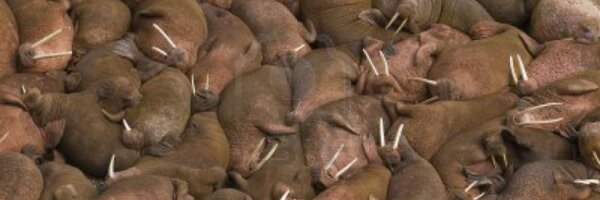 kmnrid_w Profile Banner