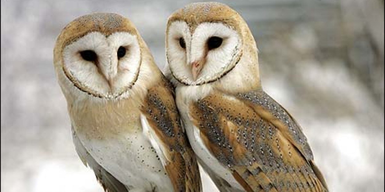 Butters the barn owl banner