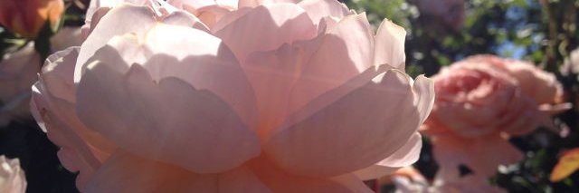 Aimeenef's profile banner image