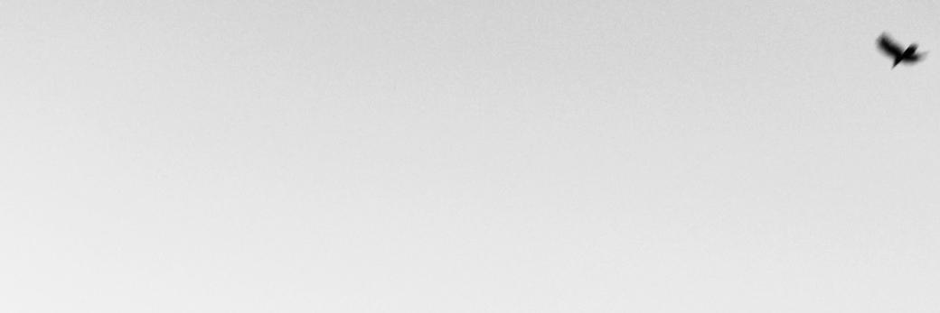 シカタ banner
