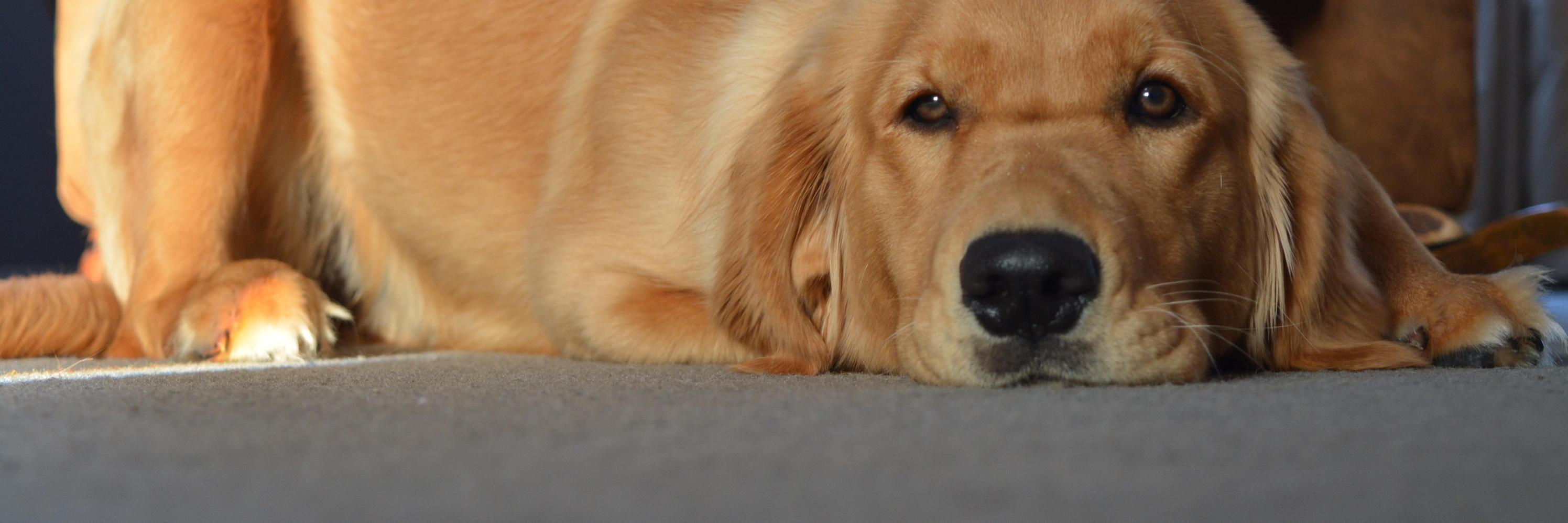 Jordan Robinson banner