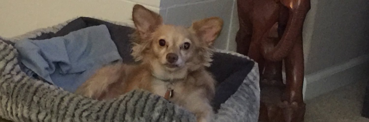 Kattburns's profile banner image