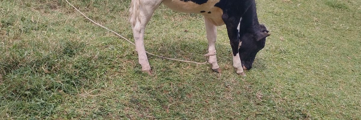 jeruiyotxojilo's profile banner image