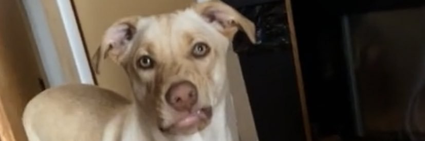 OnetoothlessG's profile banner image