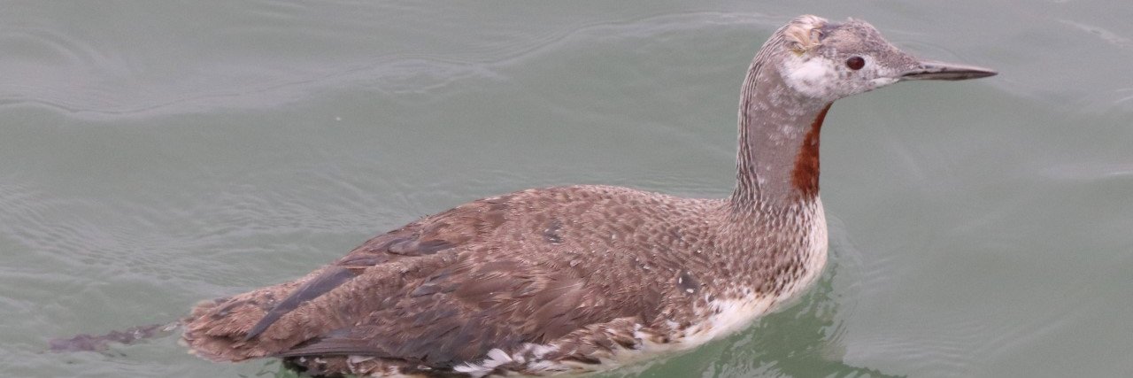 Bangor University Birdwatching Society banner