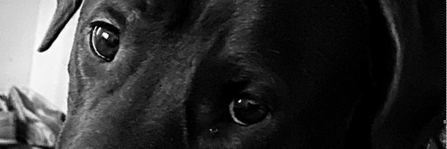 Andrea Aubuchont banner