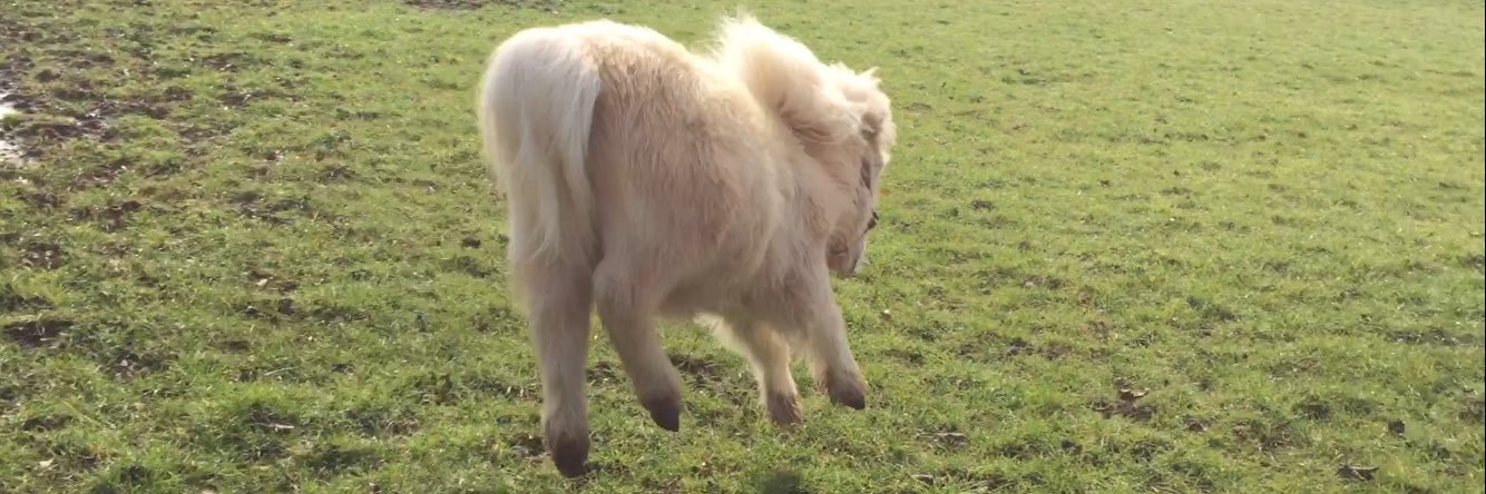 Teddy the Shetland banner