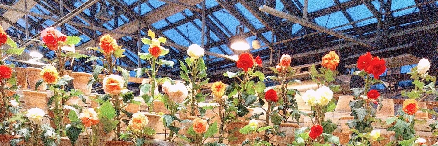 有限と微小のパン🥖 banner